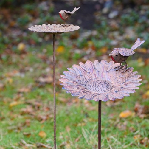 Robin sunflower bird - robin,