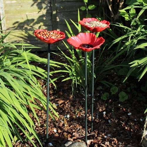 Outdoor garden wild - outdoor,