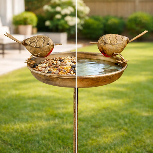 Bird bath feeder robin - bird,