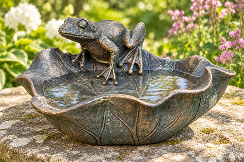 Frog leaf bird - bird, feeder