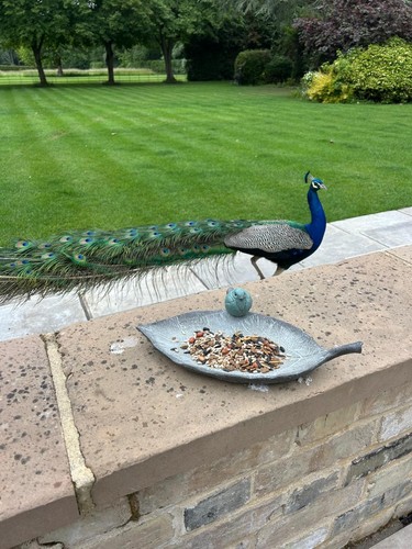 Resin single leaf bowl bird - single,